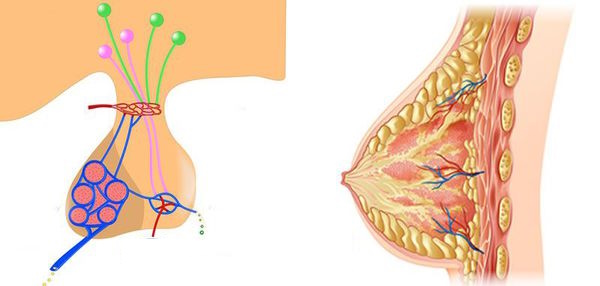 Влияние пролактина на здоровье